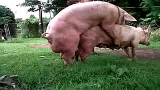 Boar cho'chqani sikadi - hayvonlar orasidagi jinsiy aloqa