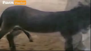 Зоопарктагы секс эшек менен камерада: эшек өзүнүн чукугун сорат