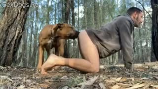 Дар ҷангал як саги сурх сабки саги зоофили ҳаяҷонангезро шиканад
